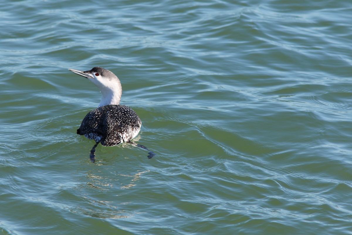 Red-throated Loon - Tammy Conklin