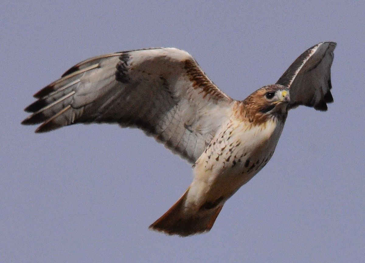 Red-tailed Hawk - ML82772121