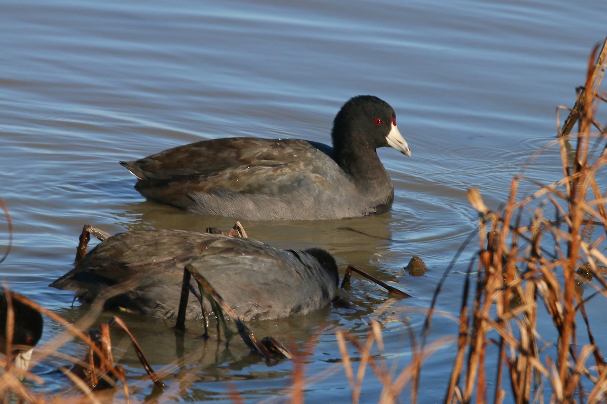 American Coot - Devin Griffiths