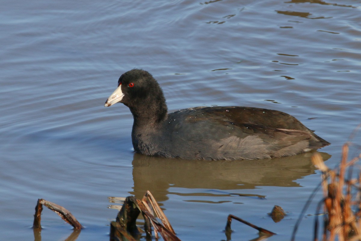 American Coot - Devin Griffiths