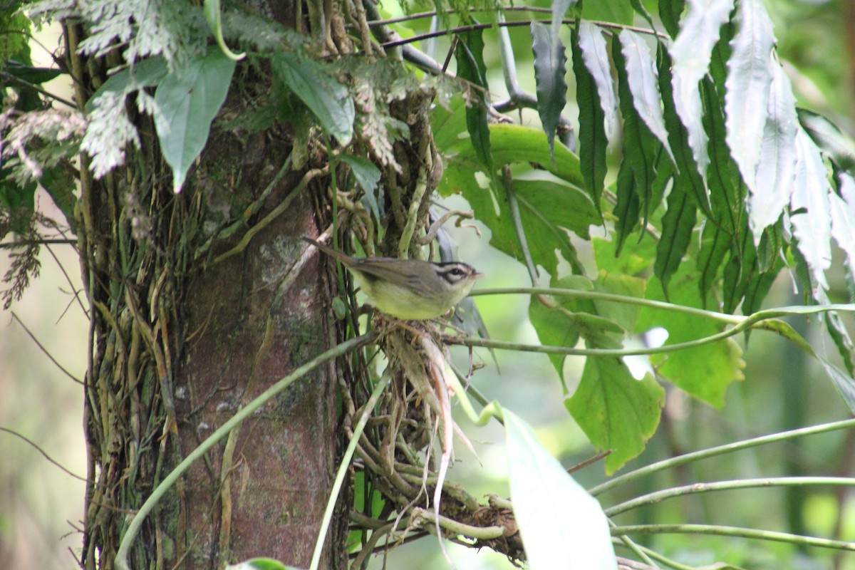 Costa Rican Warbler - ML82773061