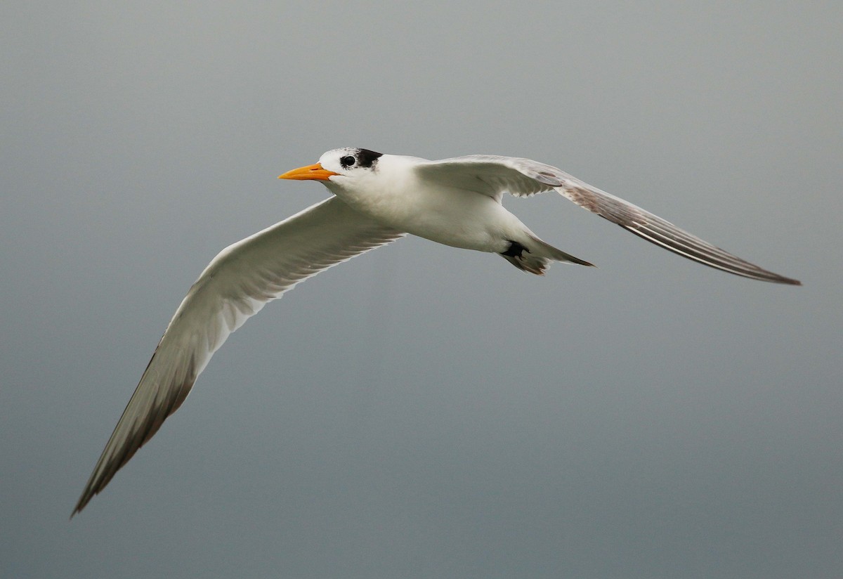 Lesser Crested Tern - Neoh Hor Kee