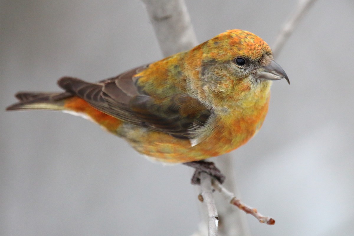 Red Crossbill - Abby Collins
