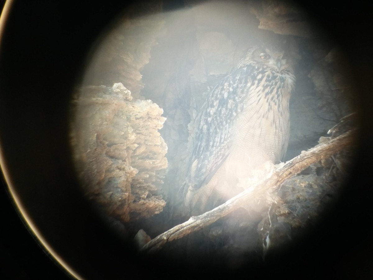 Eurasian Eagle-Owl - ML82781521