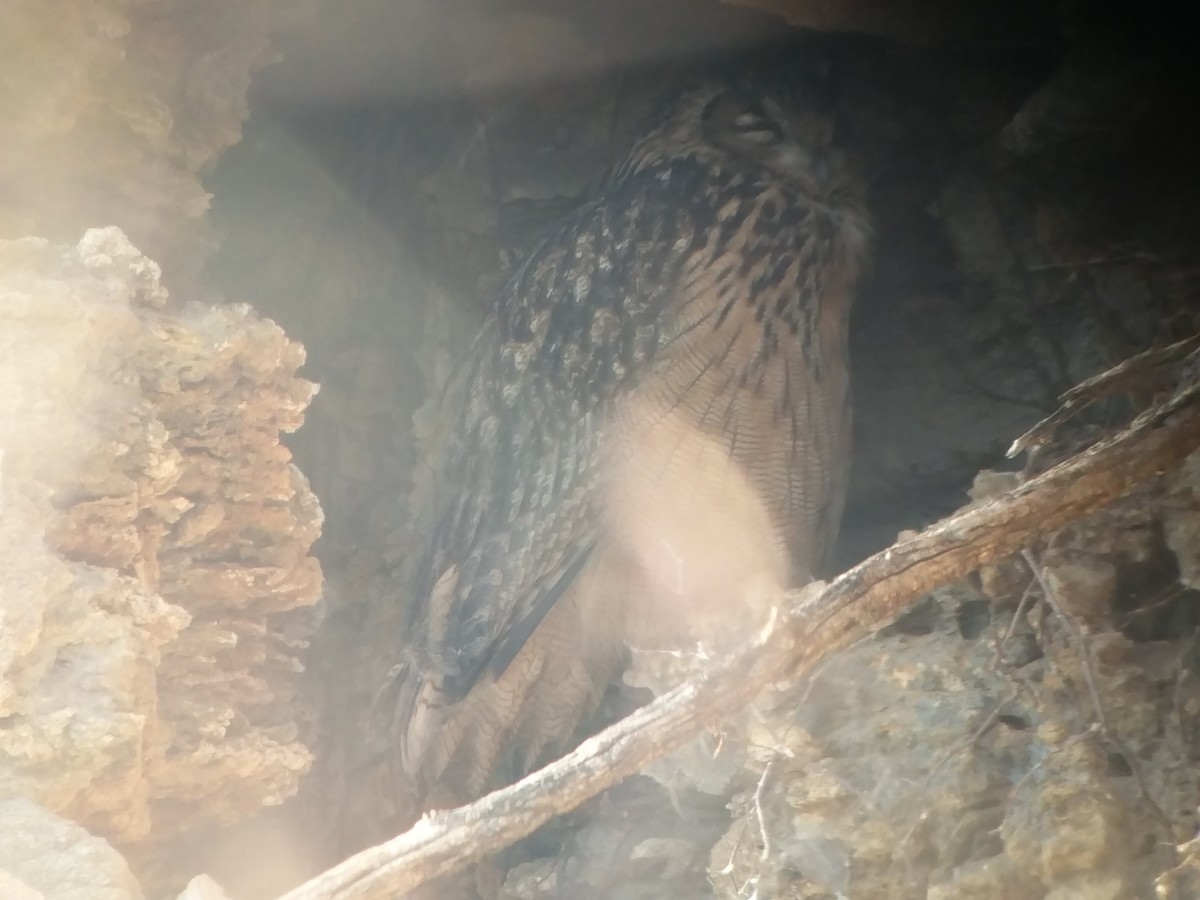 Eurasian Eagle-Owl - ML82781581