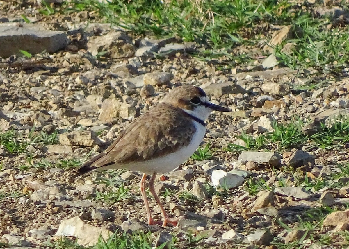 Collared Plover - ML82783651