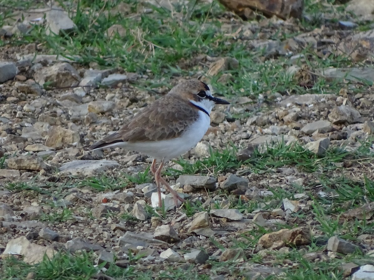 Collared Plover - ML82783671