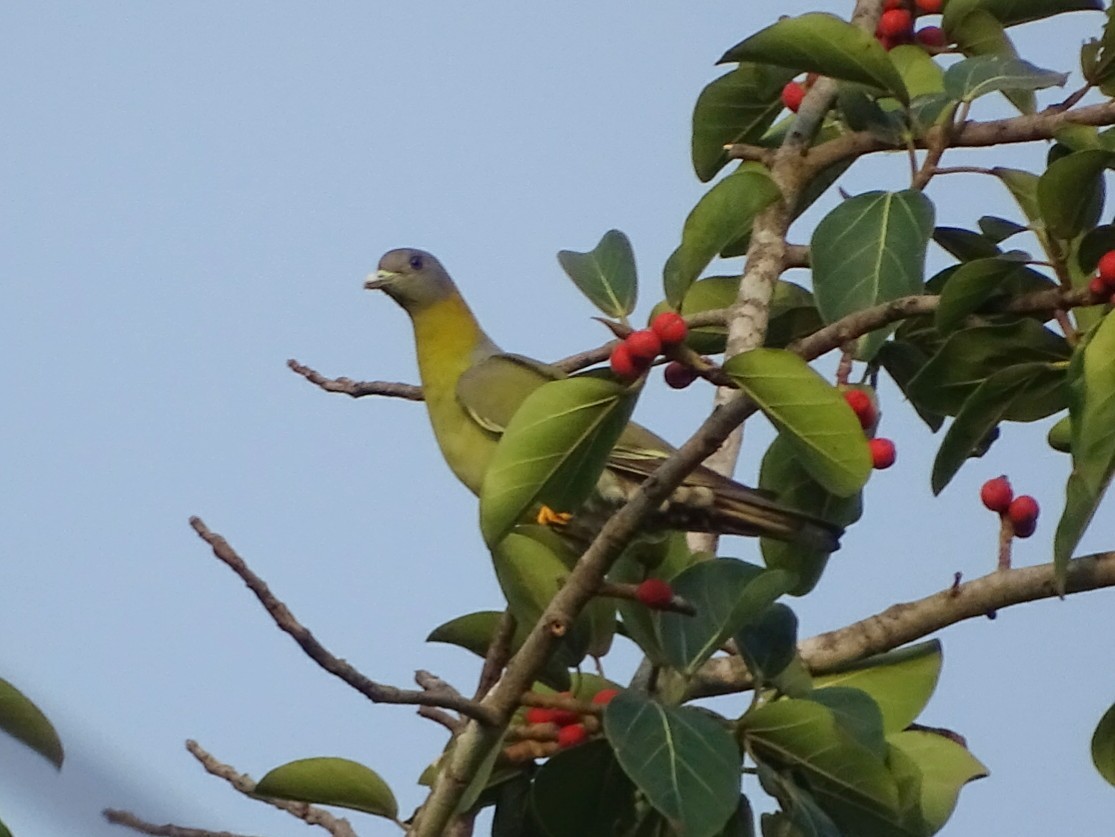 Yellow-footed Green-Pigeon - Mohammed Rinaz.m