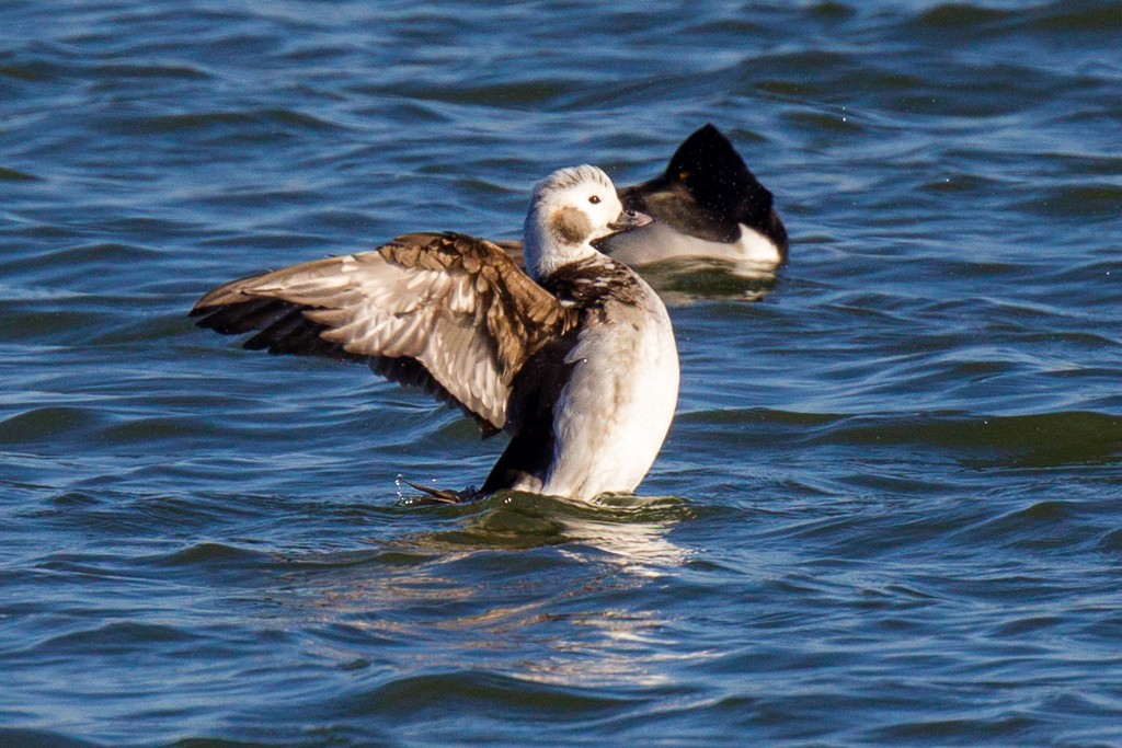 Long-tailed Duck - Geryl Mortensen