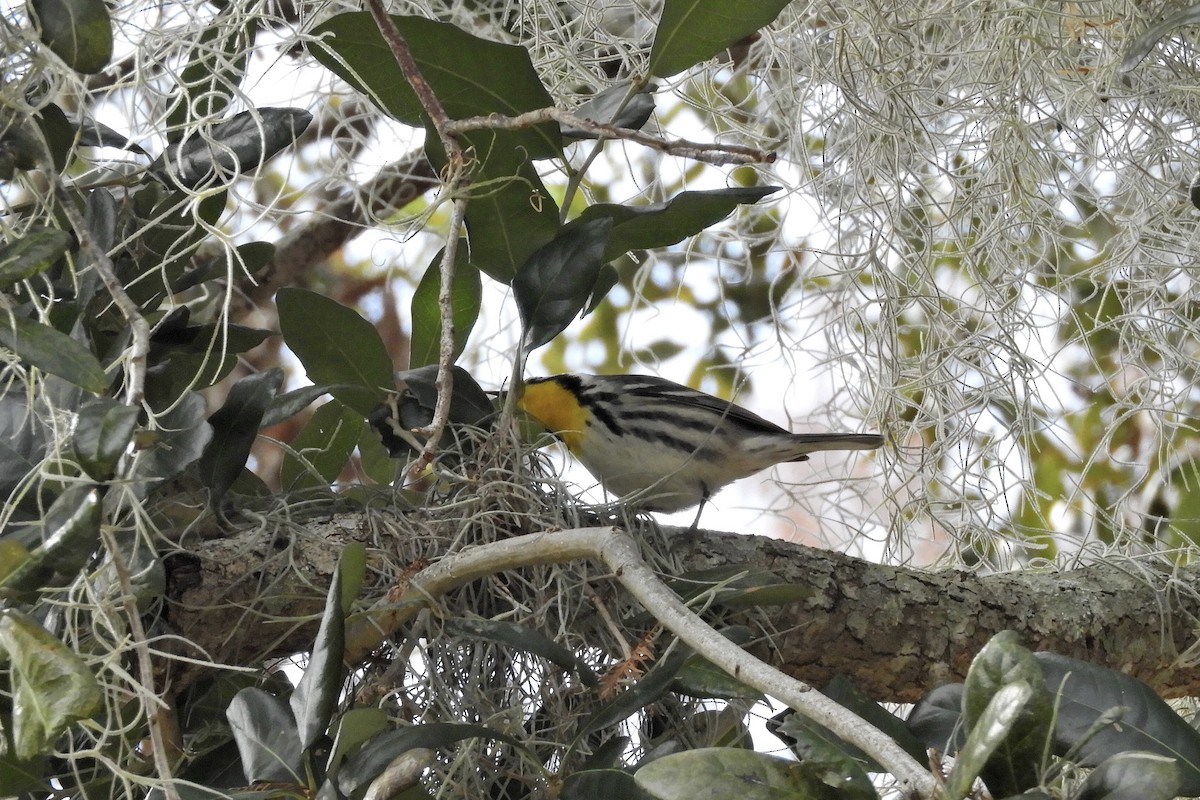 Yellow-throated Warbler - Bobbie Elbert