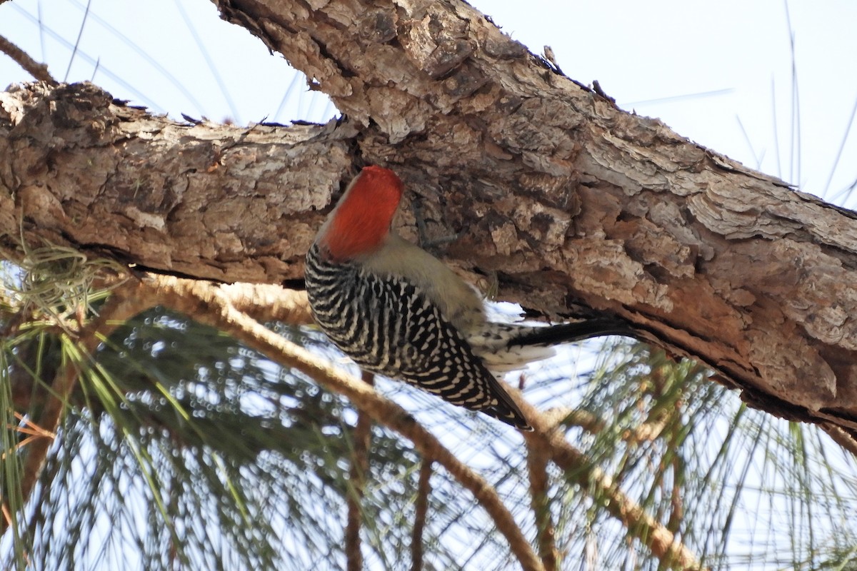 Red-bellied Woodpecker - Bobbie Elbert