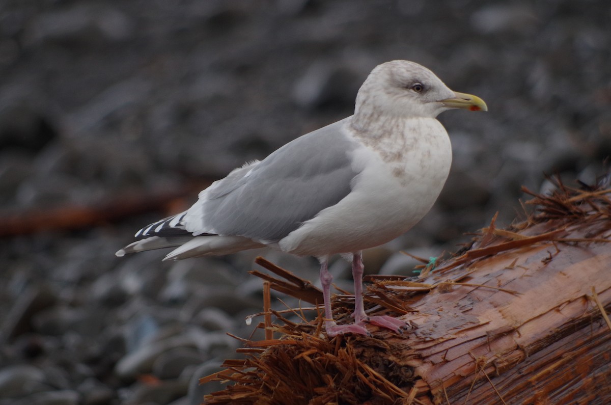 Iceland Gull (Thayer's) - Alex Patia
