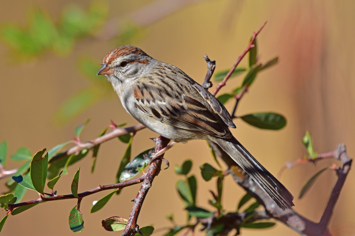 Rufous-winged Sparrow - ML82787291