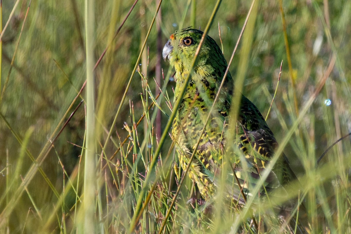 Ground Parrot - Terence Alexander
