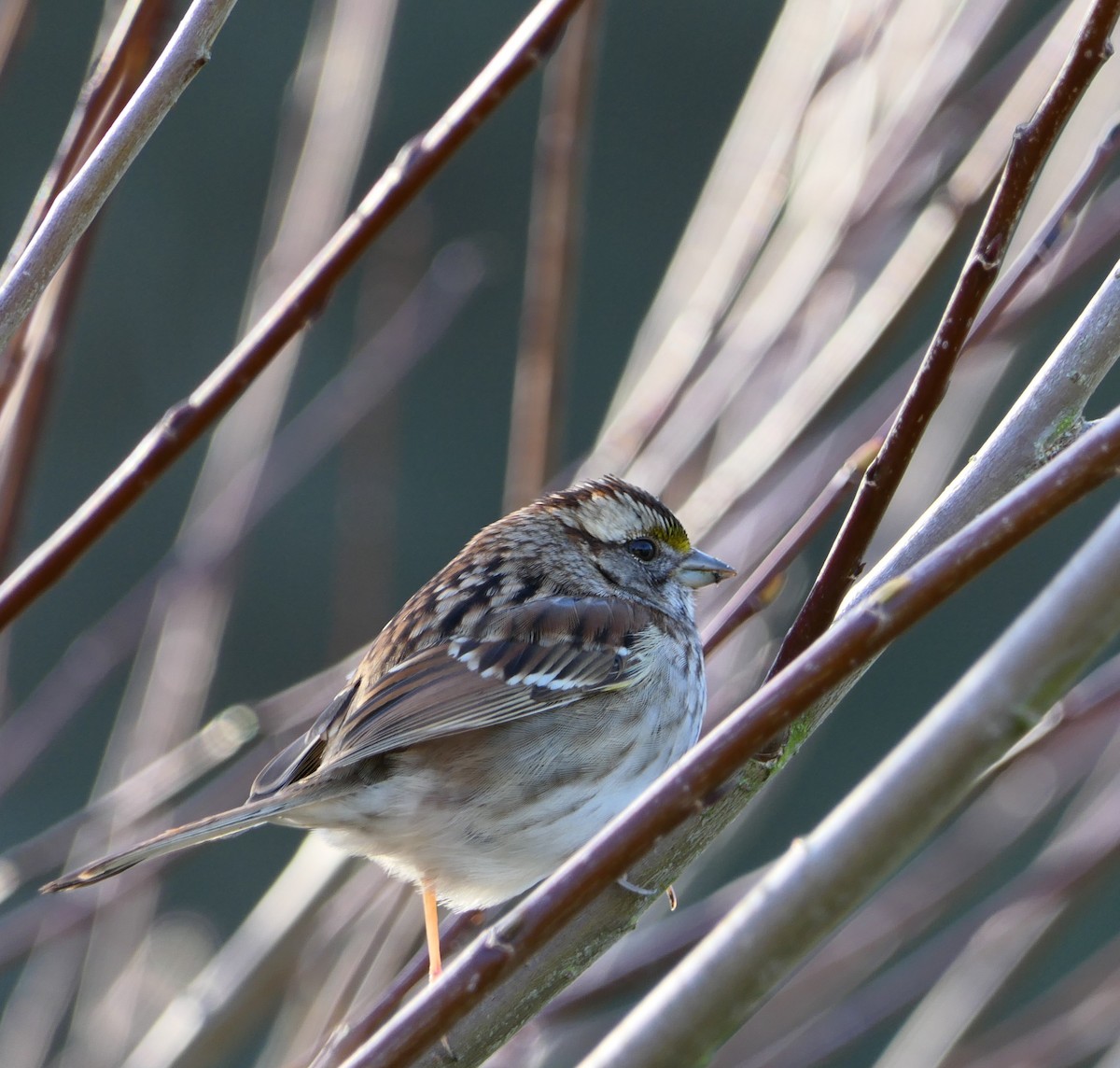White-throated Sparrow - Derek Lecy