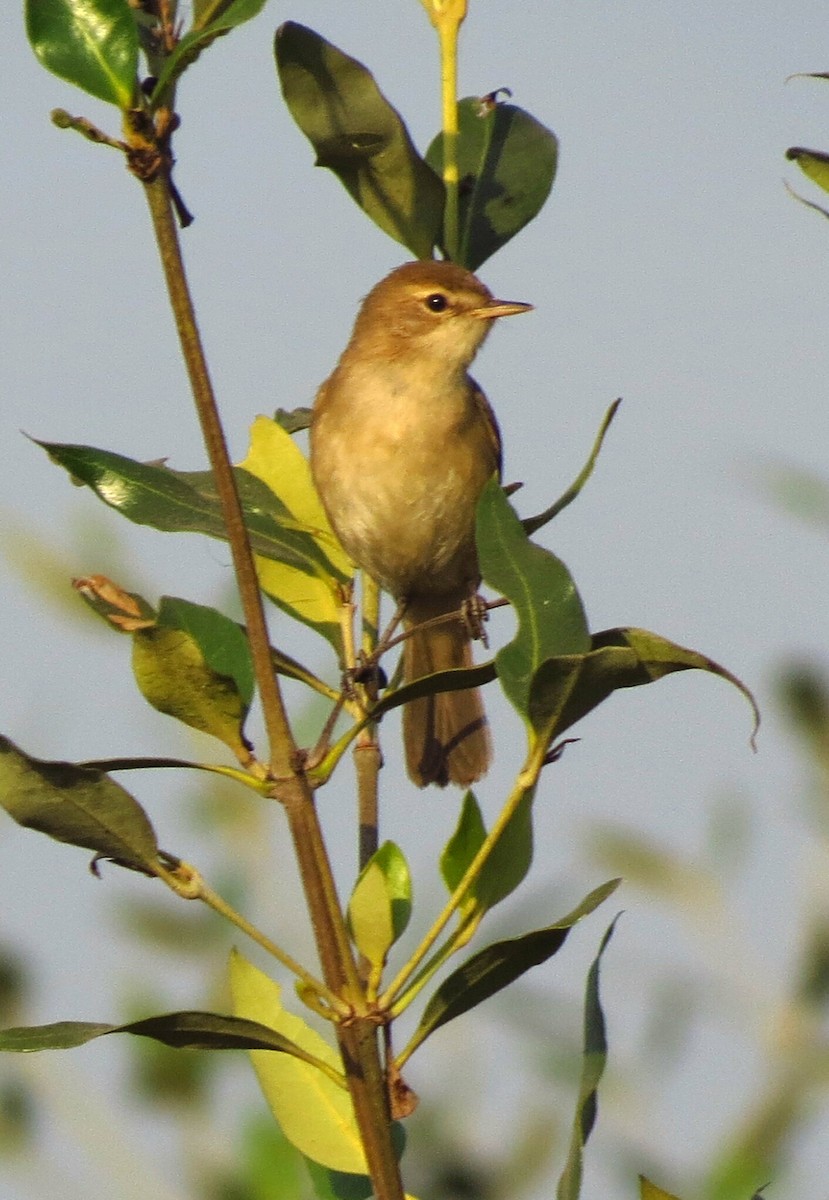 Booted Warbler - ML82790321
