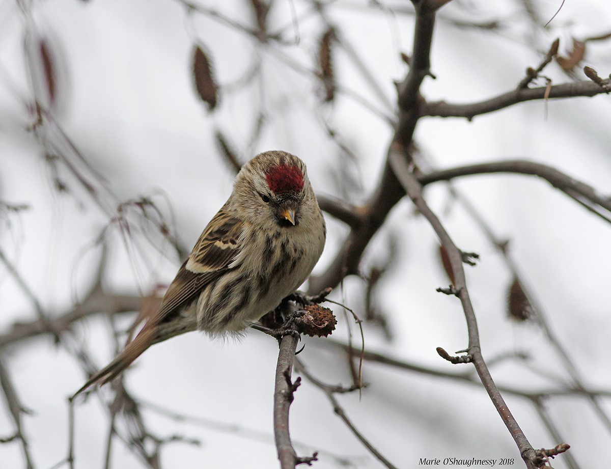 Common Redpoll - Marie O'Shaughnessy