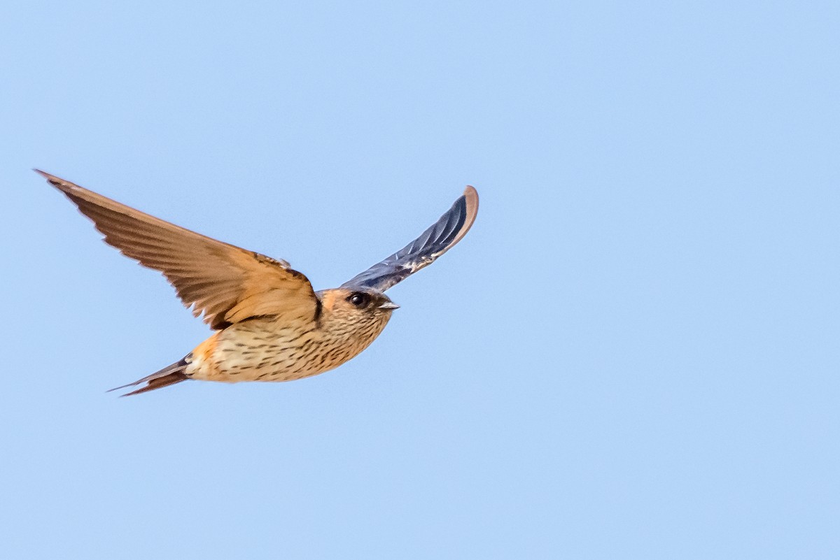 Red-rumped Swallow - ML82792091