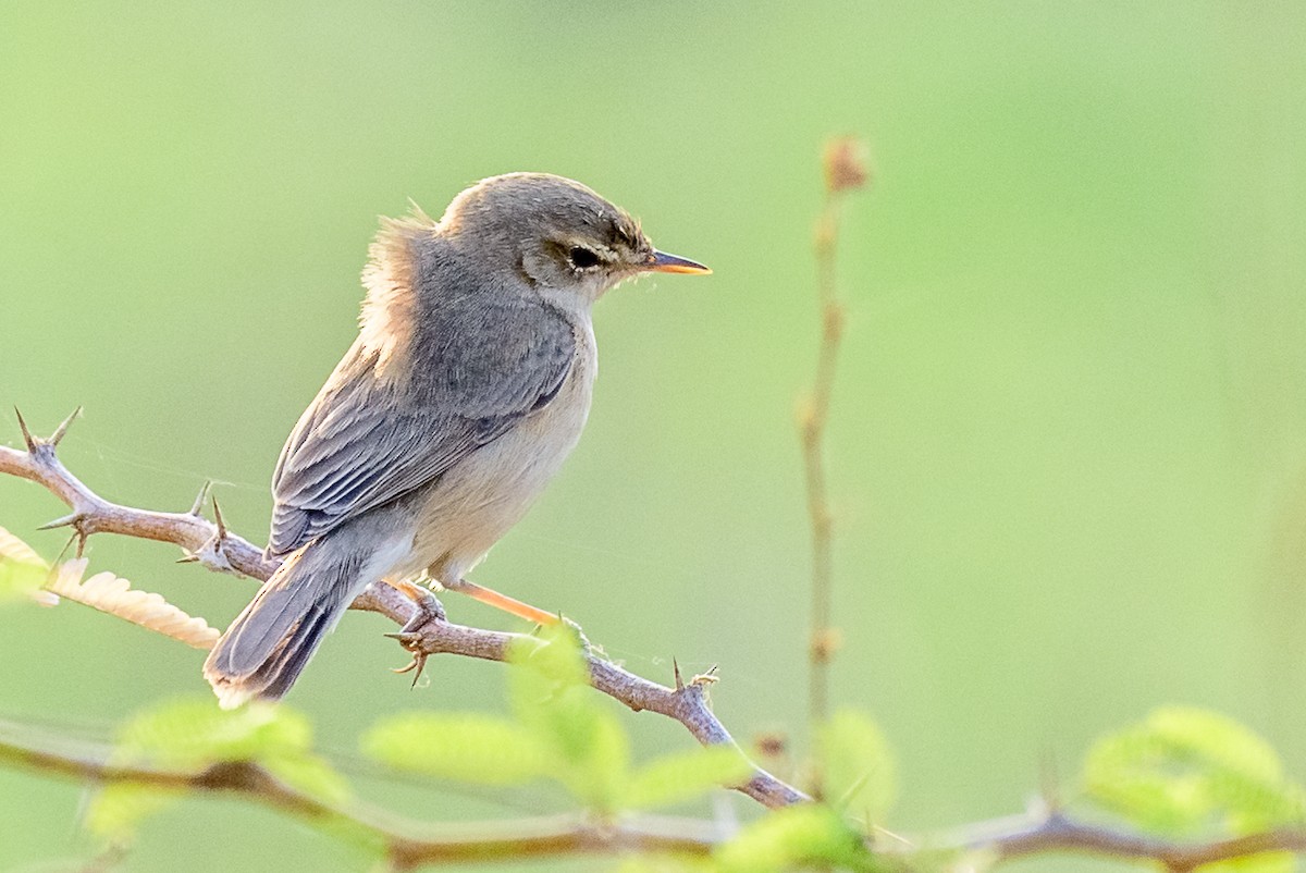 Booted Warbler - ML82792981
