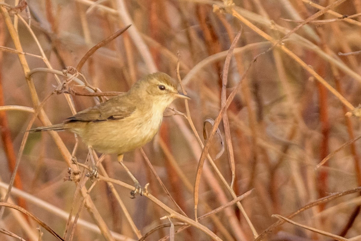 Booted Warbler - ML82792991