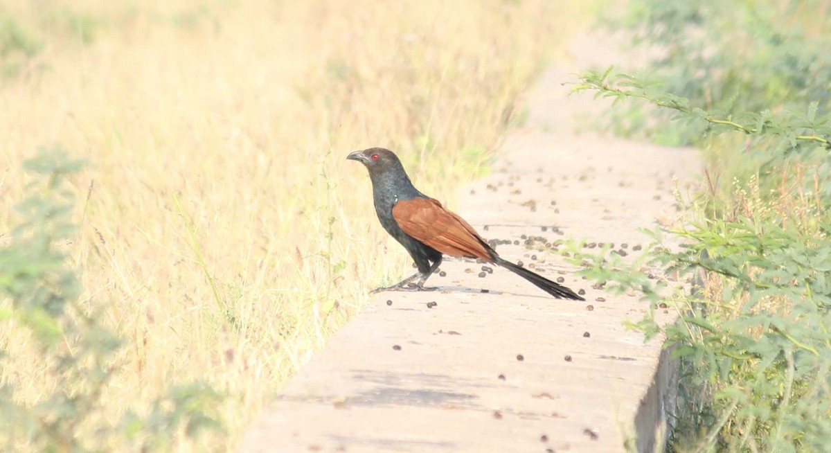 Greater Coucal - ML82793151