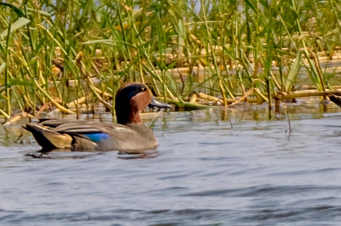 Green-winged Teal - ML82793451