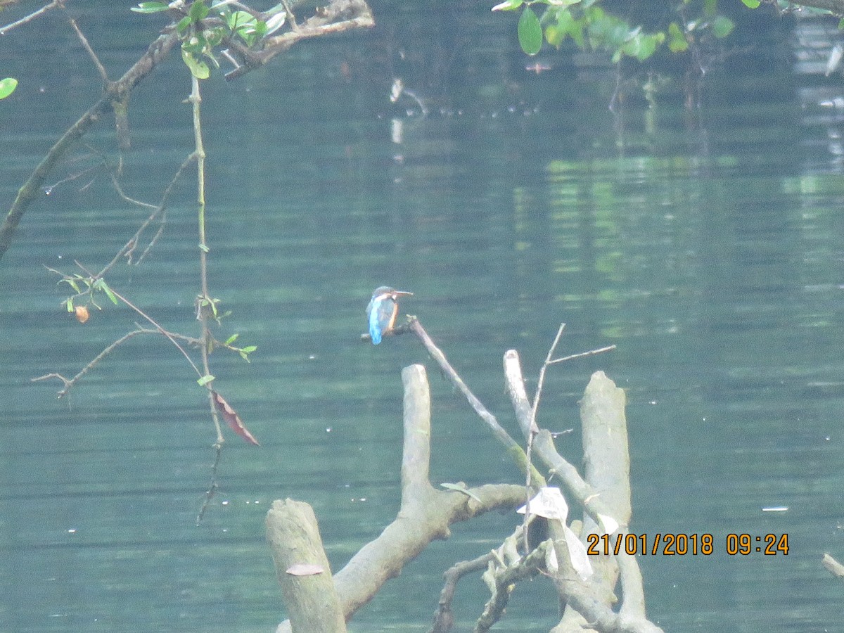 Common Kingfisher - ML82793931