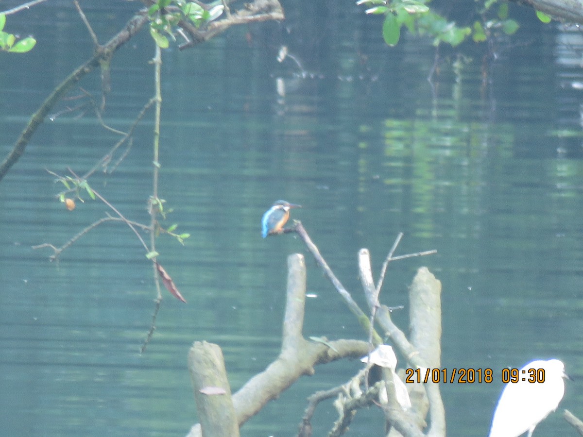 Common Kingfisher - ML82793941