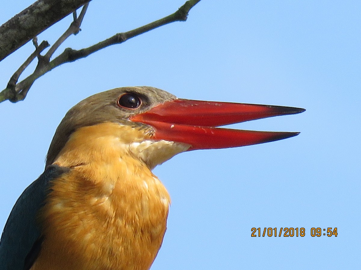 Stork-billed Kingfisher - ML82793981