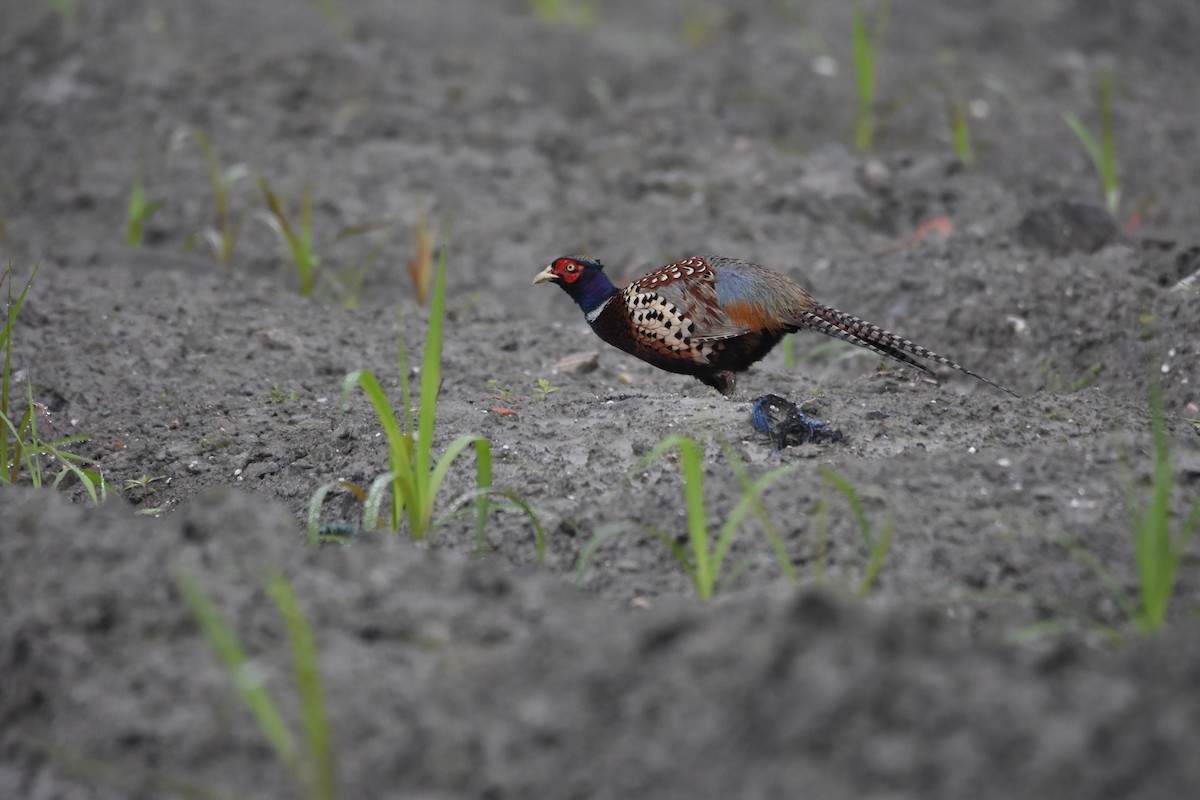 Ring-necked Pheasant - Feng  Chen(鳳珍） CHANG(張）