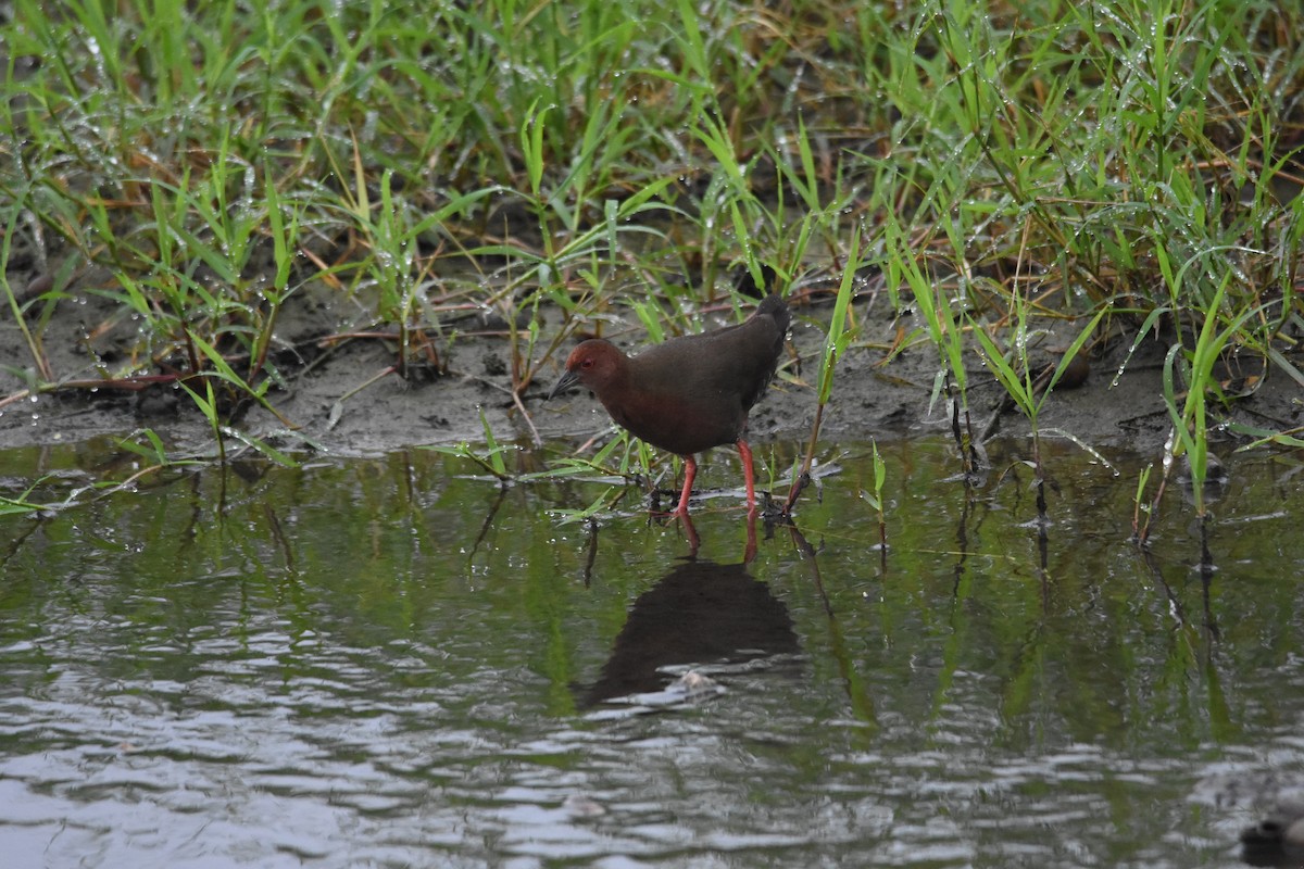 Ruddy-breasted Crake - Feng  Chen(鳳珍） CHANG(張）