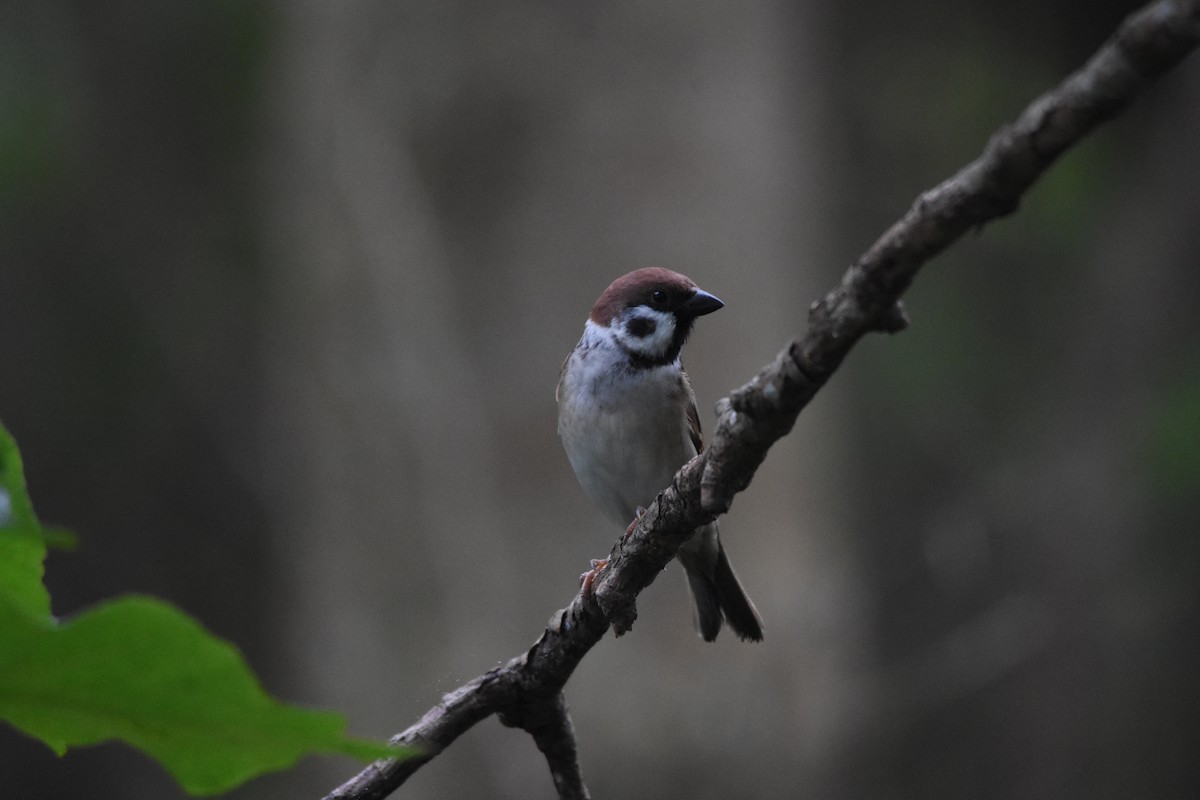 Eurasian Tree Sparrow - ML82798591