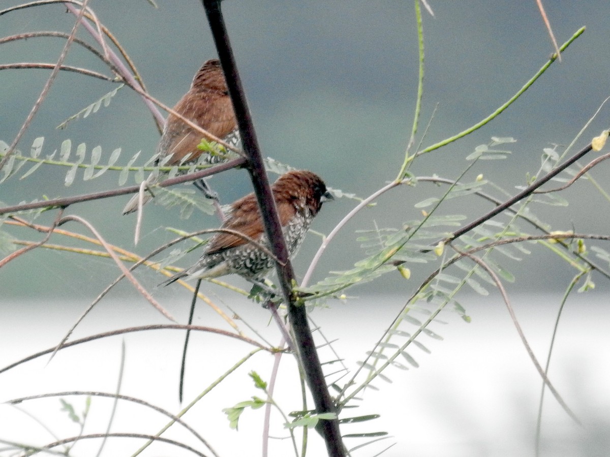 Scaly-breasted Munia - Chow Chong Peck