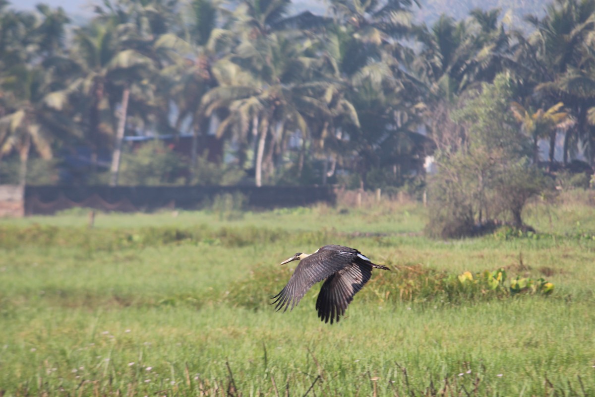 Asian Woolly-necked Stork - Harikrishnan S