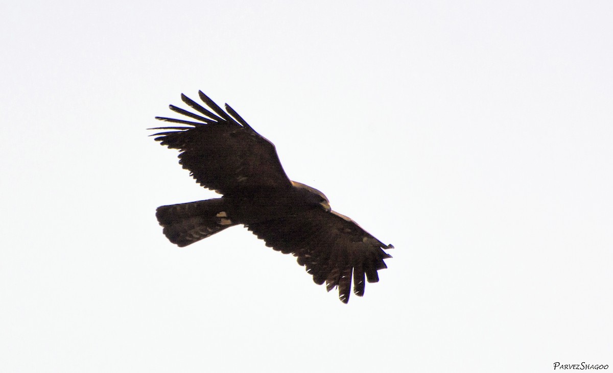 Black Eagle - Parvez Shagoo