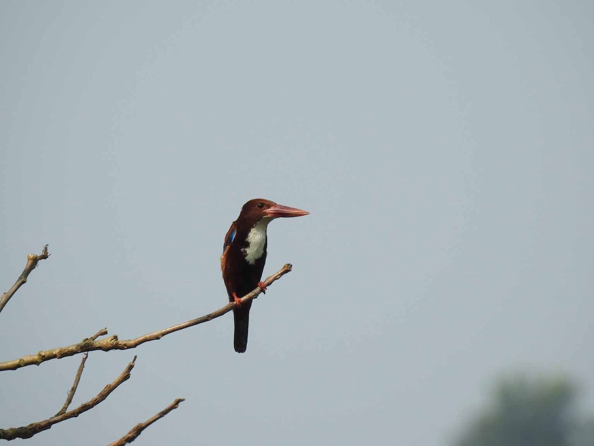 White-throated Kingfisher - HARI MAVELIKARA