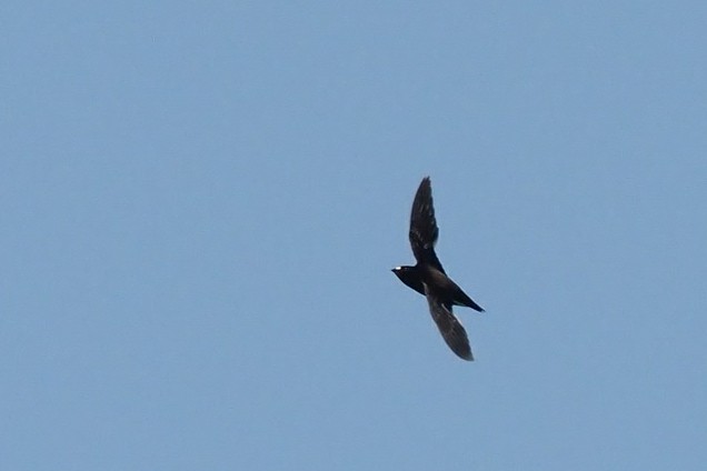 Brown-backed Needletail - ML82805101