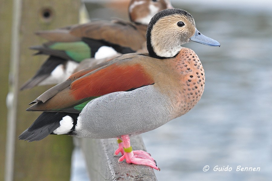 Ringed Teal - Guido Bennen