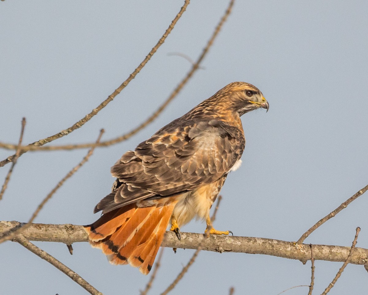 Red-tailed Hawk - Michael Foster