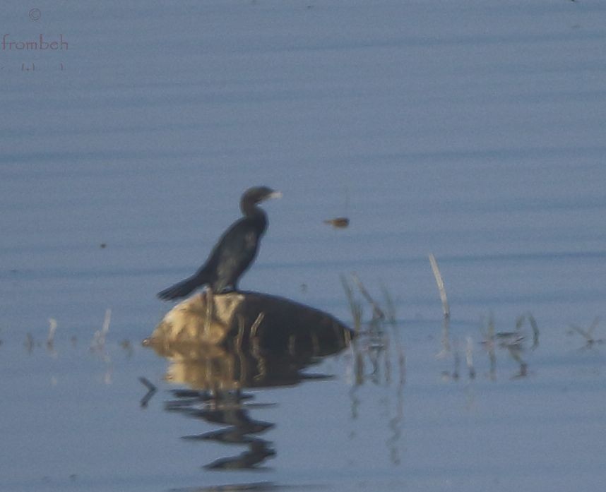 Indian Cormorant - Arnab Pal