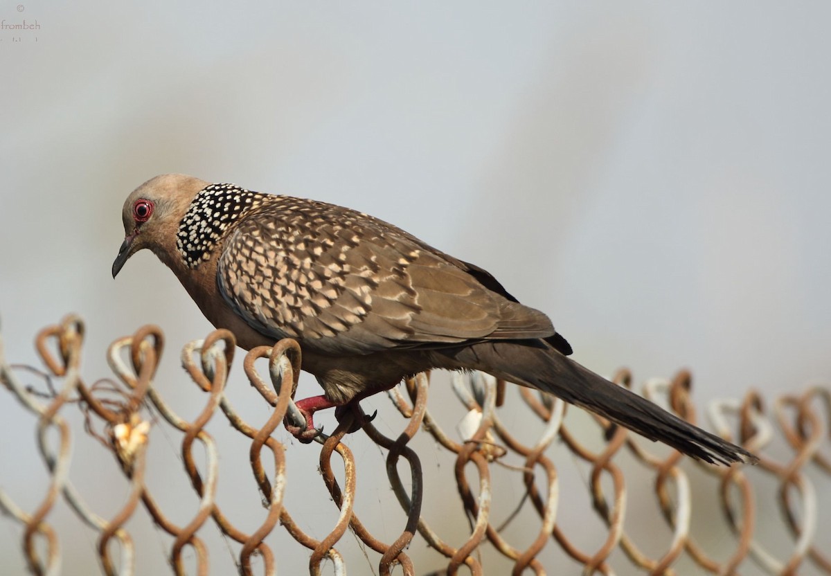 Spotted Dove - Arnab Pal