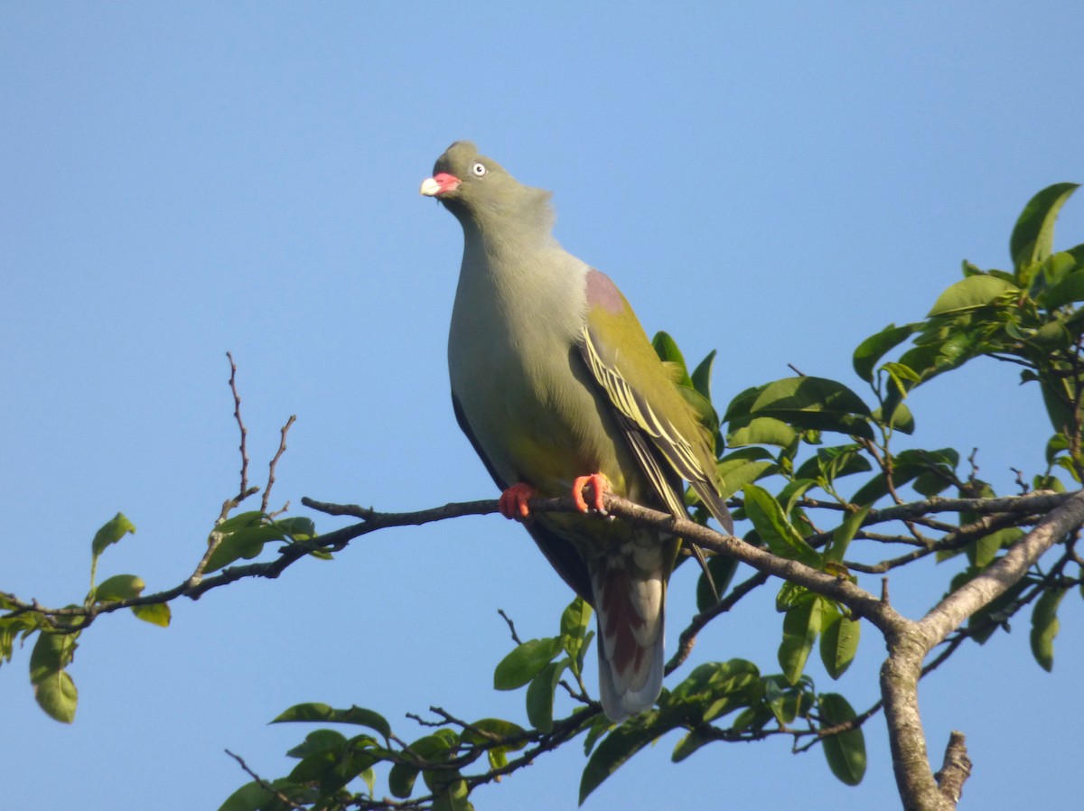 African Green-Pigeon - ML82809841
