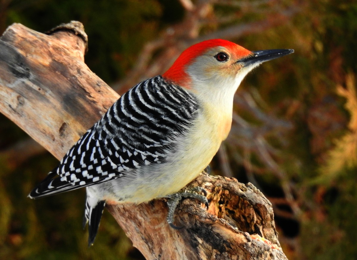 Red-bellied Woodpecker - Joanne Muis Redwood
