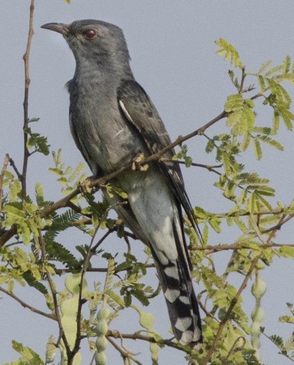 Gray-bellied Cuckoo - ML82811701