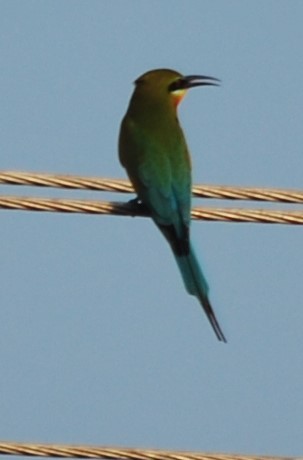 Blue-tailed Bee-eater - ML82811831