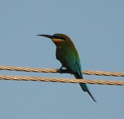 Blue-tailed Bee-eater - ML82811841