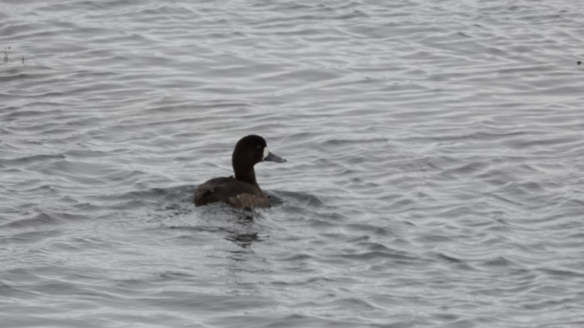 Greater Scaup - ML82811951