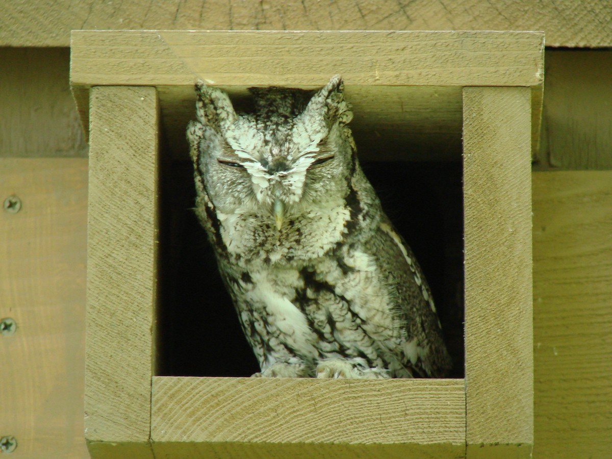 Eastern Screech-Owl - Pam Campbell