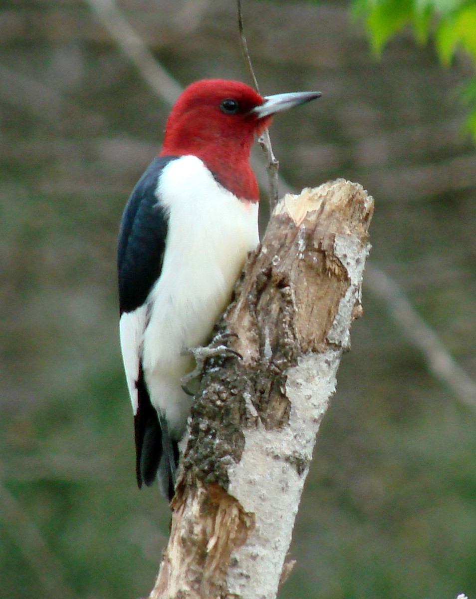 Red-headed Woodpecker - Pam Campbell
