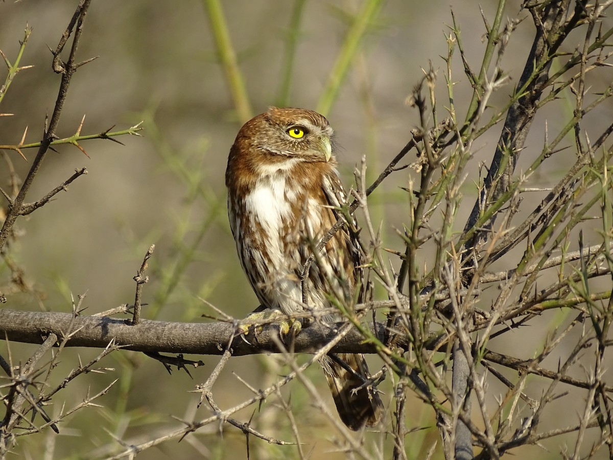 Austral Pygmy-Owl - Mario Ramírez